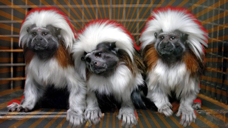 Oyuncak Gibi Görünen Marmoset Maymunları Hakkında İlginç Bilgiler: Yetişkinleri Bile 15 cm!