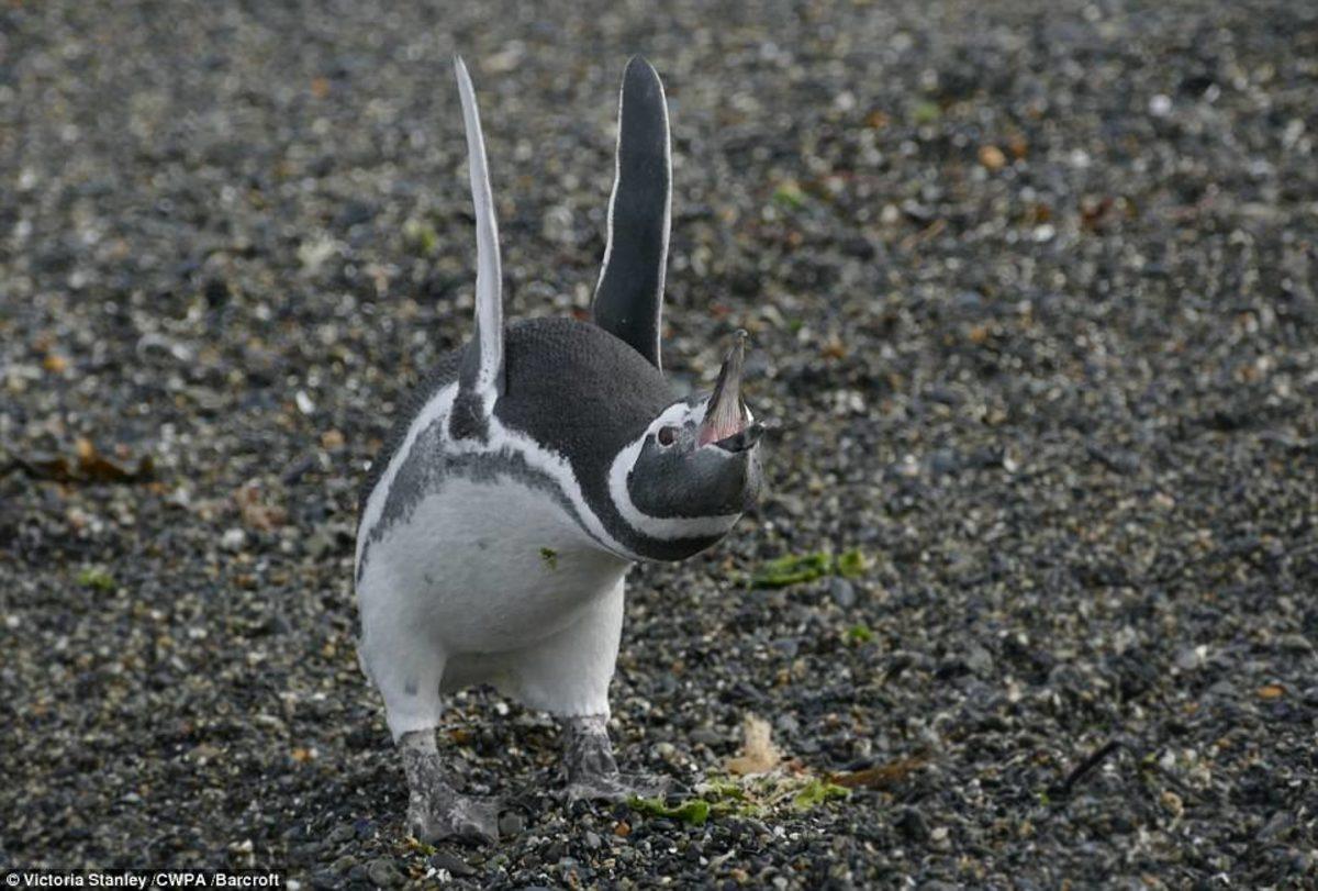 Gülme Garantili: Yılın En Komik ’Vahşi Yaşam’ Kareleri Seçildi!