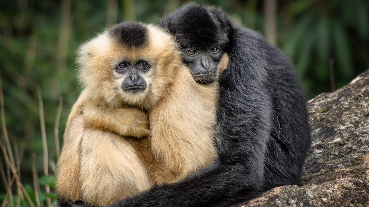 Hayvanlar Çok Eşliyken Biz İnsanlar Neden Tek Eşliyiz? (Hayır, Aldatan Kişiler Dahil Değil)
