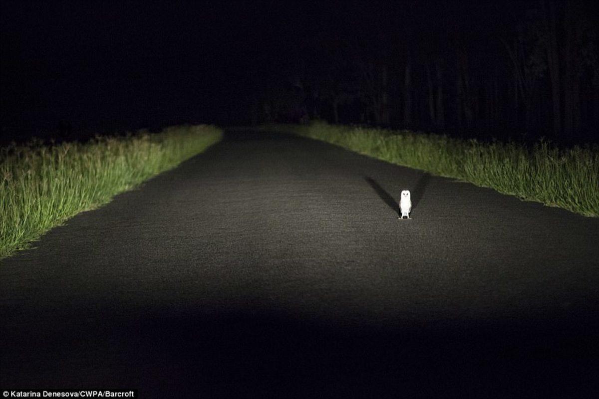 Gülme Garantili: Yılın En Komik ’Vahşi Yaşam’ Kareleri Seçildi!