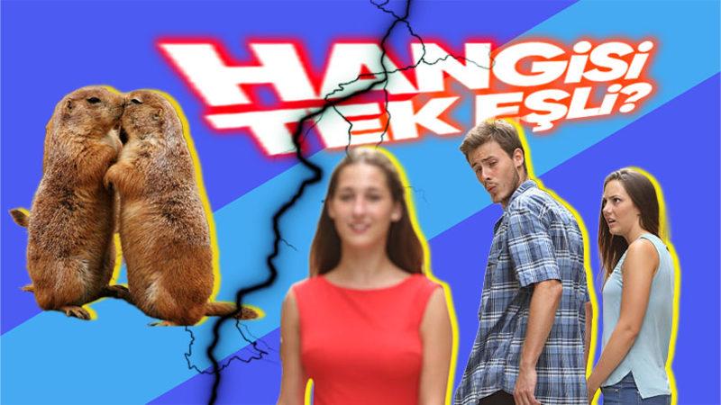 Hayvanlar Çok Eşliyken Biz İnsanlar Neden Tek Eşliyiz? (Hayır, Aldatan Kişiler Dahil Değil)