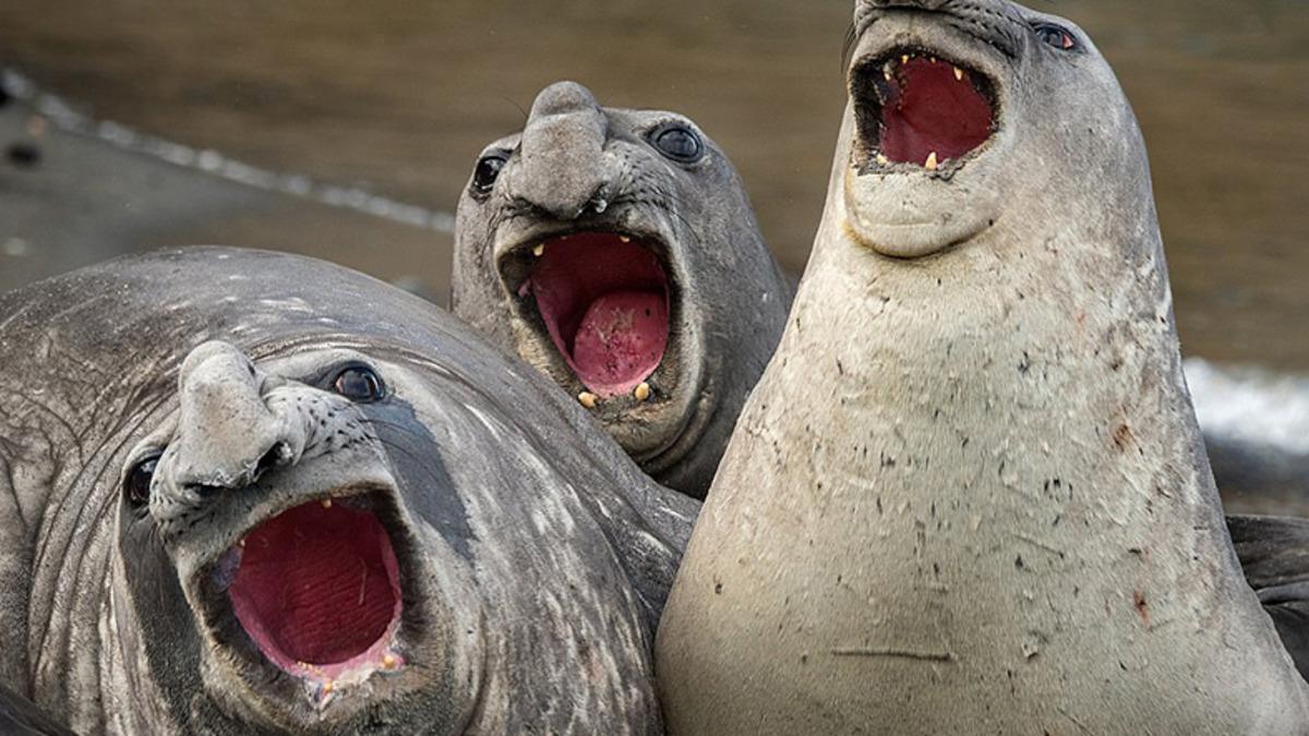 Gülme Garantili: Yılın En Komik ’Vahşi Yaşam’ Kareleri Seçildi!