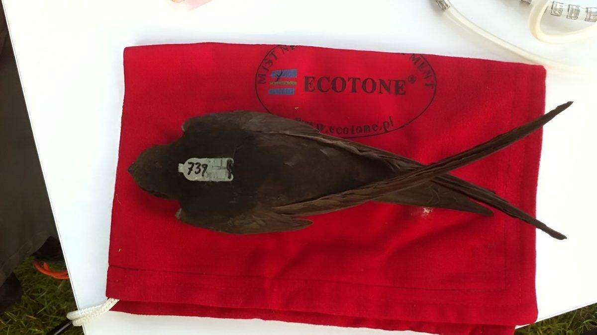 Bu Kuşların Hiç Durmadan Ne Kadar Süre Uçabildiğini Duyunca Onlara Hayran Kalmaktan Kendinizi Alıkoyamayacaksınız!