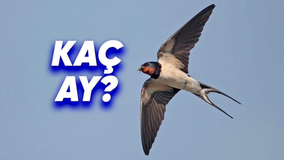 Bu Kuşların Hiç Durmadan Ne Kadar Süre Uçabildiğini Duyunca Onlara Hayran Kalmaktan Kendinizi Alıkoyamayacaksınız!