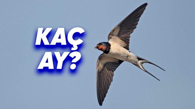 Bu Kuşların Hiç Durmadan Ne Kadar Süre Uçabildiğini Duyunca Onlara Hayran Kalmaktan Kendinizi Alıkoyamayacaksınız!