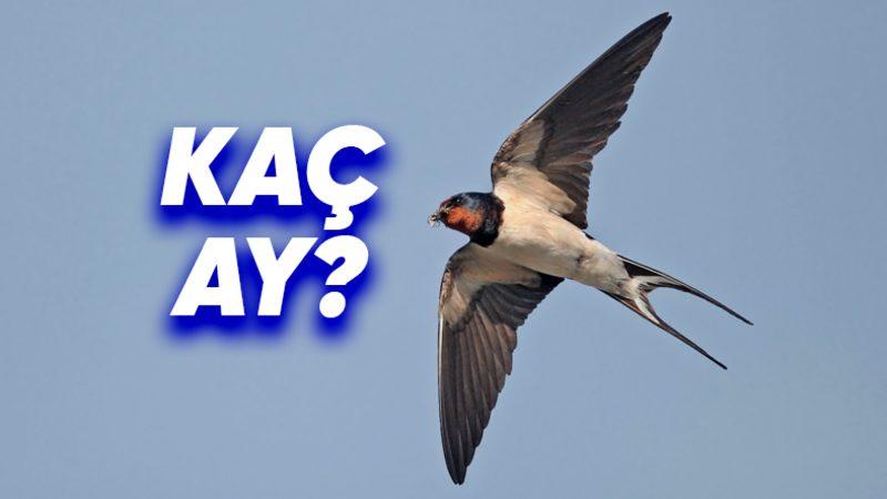 Bu Kuşların Hiç Durmadan Ne Kadar Süre Uçabildiğini Duyunca Onlara Hayran Kalmaktan Kendinizi Alıkoyamayacaksınız!