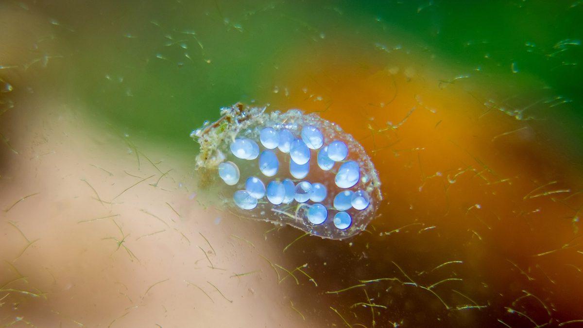 En Ölümcül Canlılar Listesinin Başında Ölseniz Aklınıza Gelmeyecek Küçük ’Sevimli’ Salyangozlar Var! İyi de Neden?