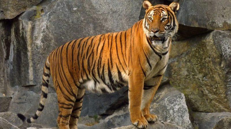 Soyunun Tükendiği Düşünülen Cava Kaplanları Aslında Hayatta Olabilir