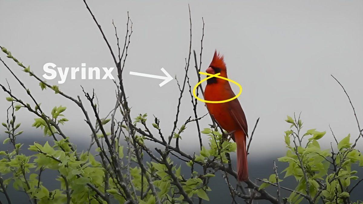 Taklit Yeteneğinde Üstüne Yok: Papağanlar Nasıl Oluyor da Tıpkı Bir İnsan Gibi 