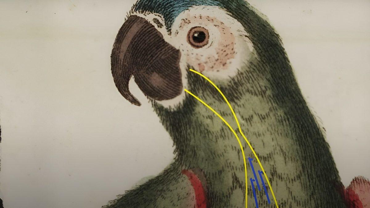 Taklit Yeteneğinde Üstüne Yok: Papağanlar Nasıl Oluyor da Tıpkı Bir İnsan Gibi 