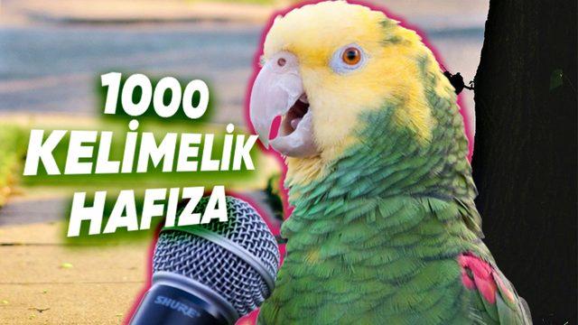 Taklit Yeteneğinde Üstüne Yok: Papağanlar Nasıl Oluyor da Tıpkı Bir İnsan Gibi "Konuşabiliyor"?