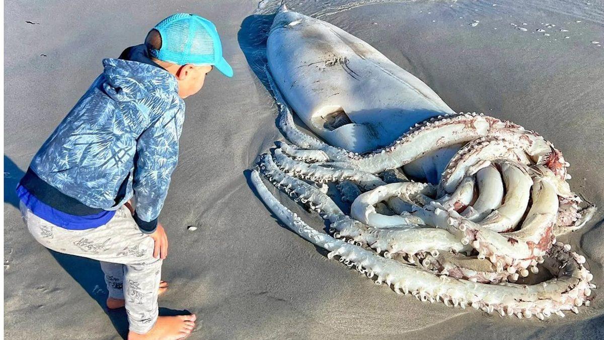 Okyanuslarda, Köpek Balıklarından Bile Daha Tehlikeli Olan Hayvan, Bir Kalamar Türü! (Özellikleri, İçinizi Ürpertebilir...)