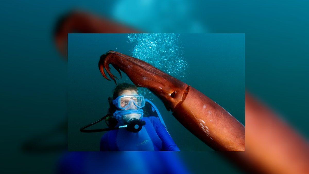 Okyanuslarda, Köpek Balıklarından Bile Daha Tehlikeli Olan Hayvan, Bir Kalamar Türü! (Özellikleri, İçinizi Ürpertebilir...)