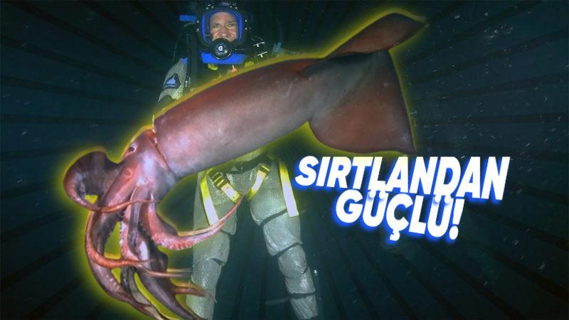 Okyanuslarda, Köpek Balıklarından Bile Daha Tehlikeli Olan Hayvan, Bir Kalamar Türü! (Özellikleri, İçinizi Ürpertebilir...)