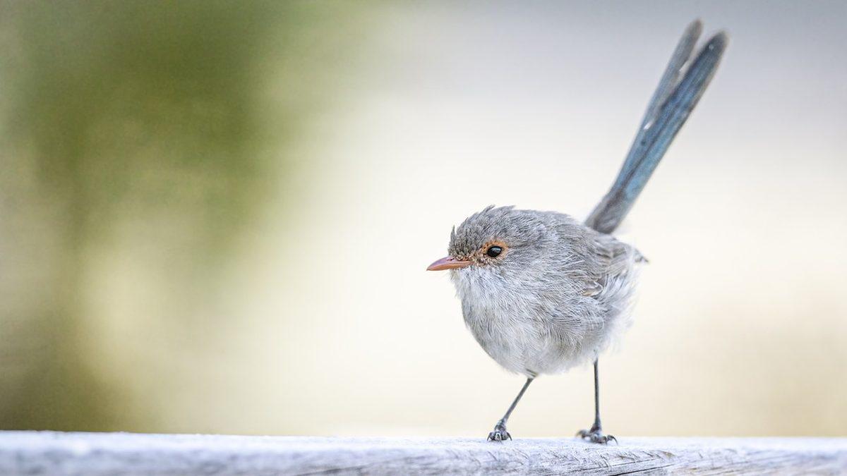 Kuşların Bacakları Neden Kürdan Gibi İncecik?