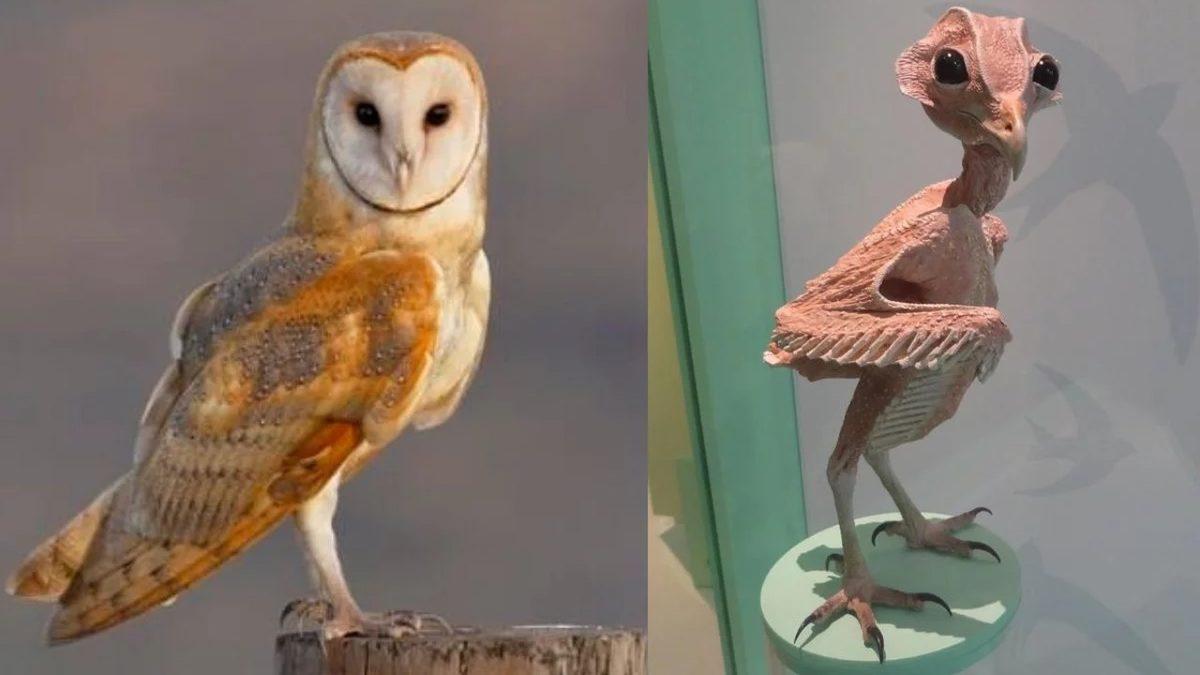 Kuşların Bacakları Neden Kürdan Gibi İncecik?