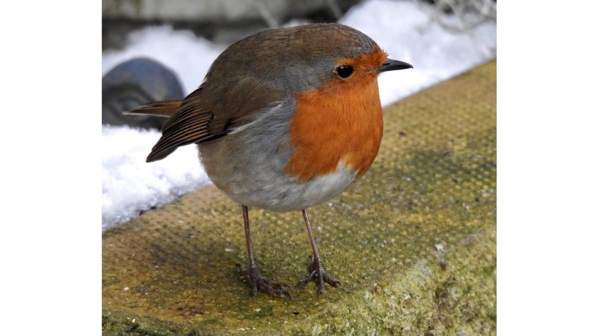 Kuşların Bacakları Neden Kürdan Gibi İncecik?