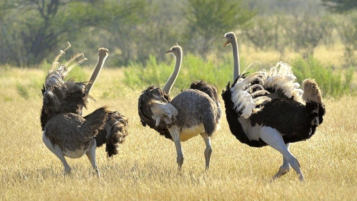 Kuşların Bacakları Neden Kürdan Gibi İncecik?