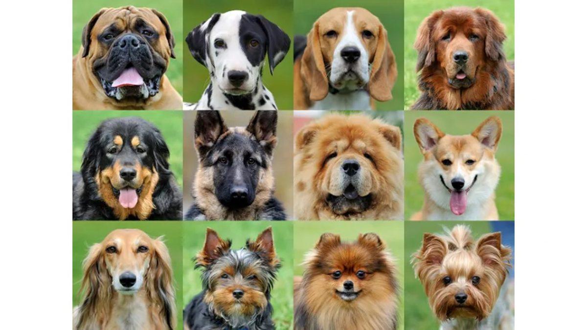 Köpeğinizin Boyutu ve Yüz Şekli Ne Kadar Uzun Yaşayacağı Hakkında İpucu Veriyor Olabilir! İyi de Nasıl?