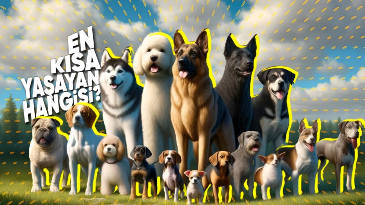 Köpeğinizin Boyutu ve Yüz Şekli Ne Kadar Uzun Yaşayacağı Hakkında İpucu Veriyor Olabilir! İyi de Nasıl?