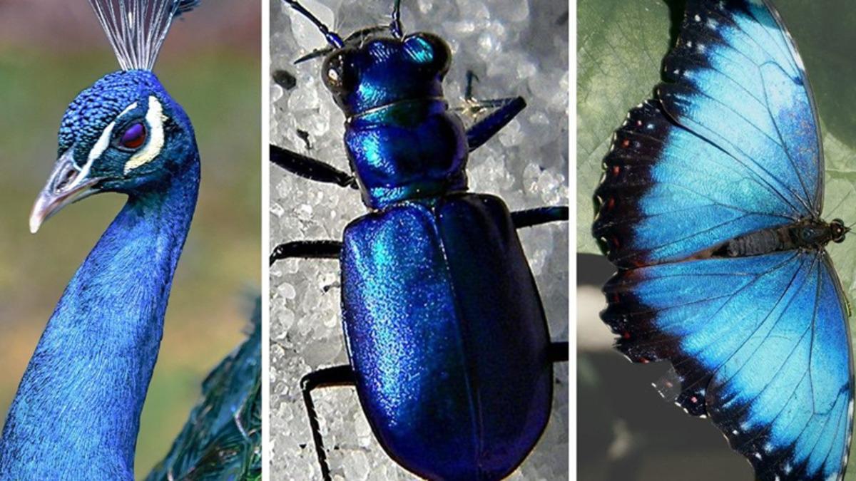 Mavi Rengin Doğada Neden Bu Kadar Nadir Bulunduğunu Öğrenince Her Dakika Gökyüzüne Bakmak İsteyeceksiniz!