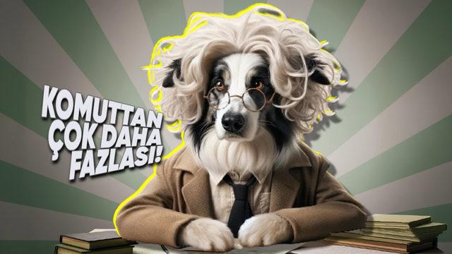 Köpeklerin Düşünme Şekilleri, İnsanlara Tahmin Ettiğimizden Çok Daha Yakın Olabilir! Nasıl Yani?