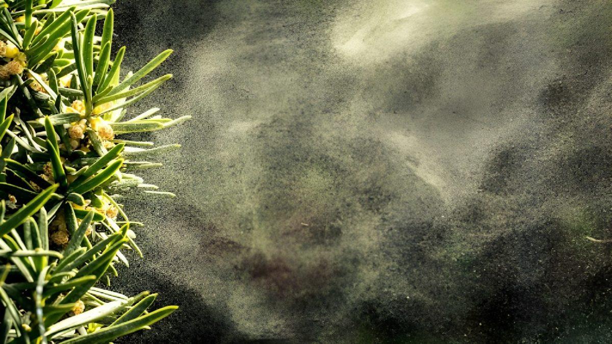 Elinden Peçeteyi Düşüremeyenler Toplansın: Bahar Alerjilerimiz Her Yıl Neden Daha da Kötüleşiyor, Kendimizi Bundan Nasıl Koruyabiliriz?