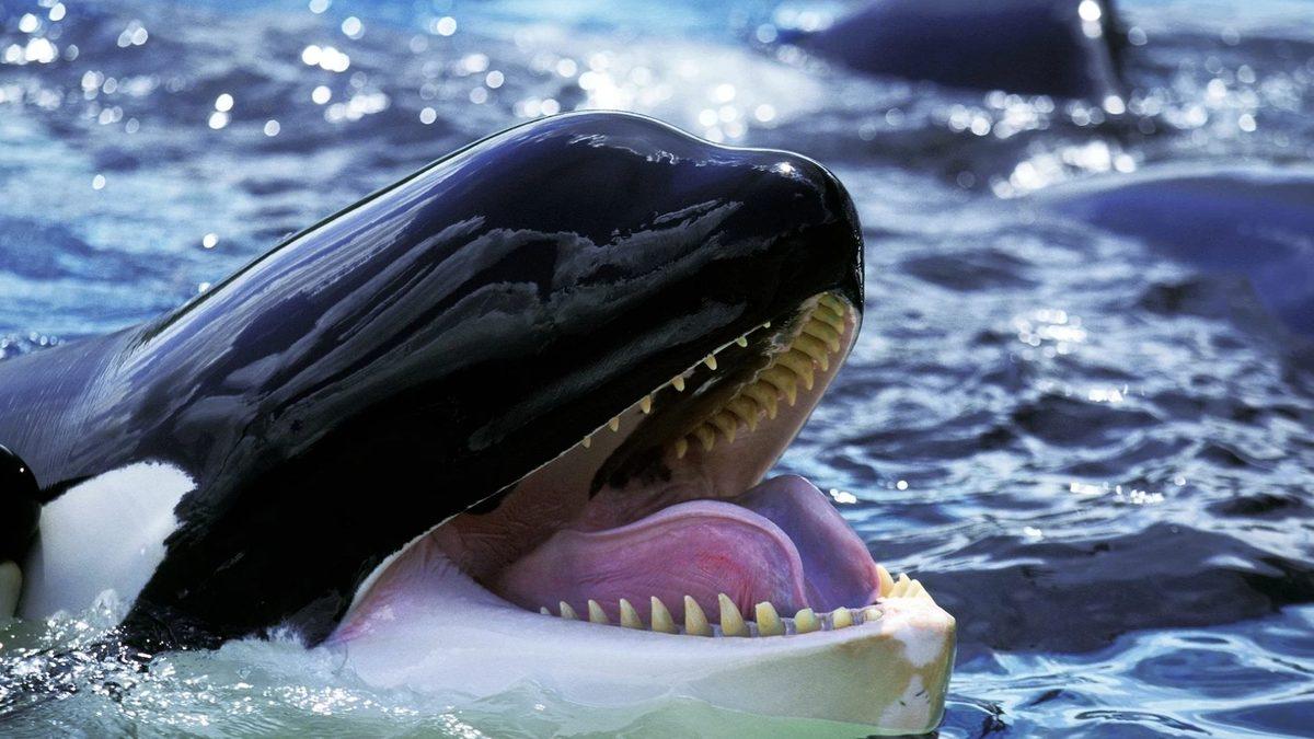 Bazı Balinalar, İnsanlar Gibi Menopoza Girebiliyor! Peki Ama Neden?