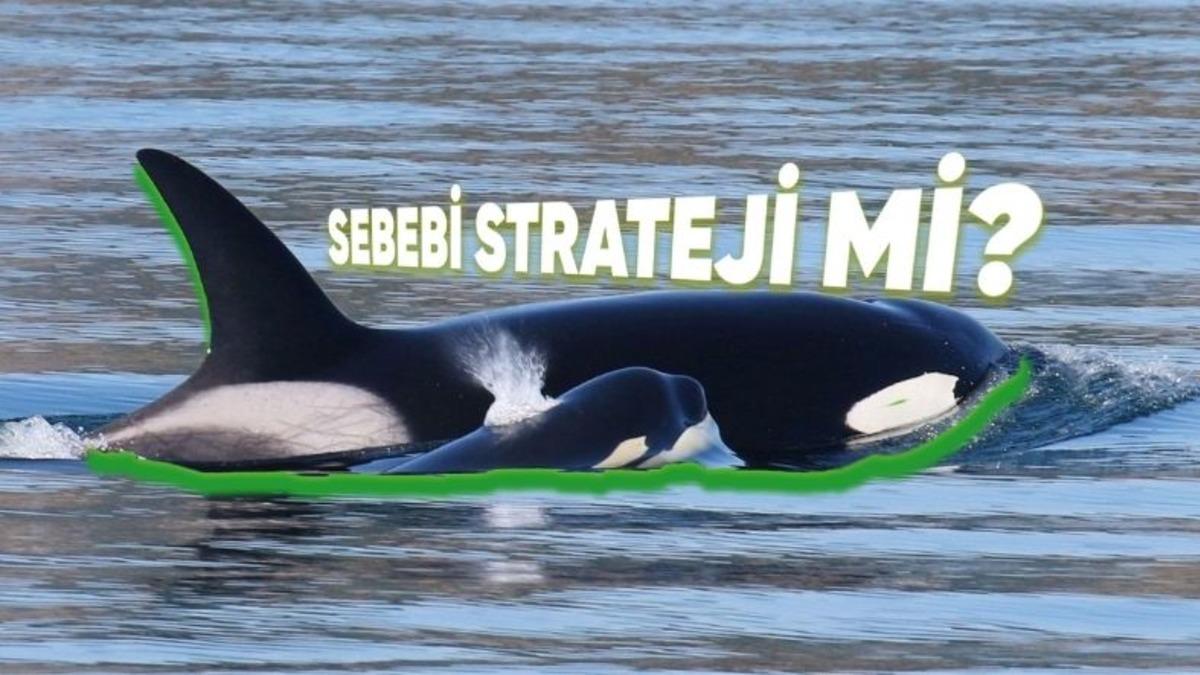 Bazı Balinalar, İnsanlar Gibi Menopoza Girebiliyor! Peki Ama Neden?