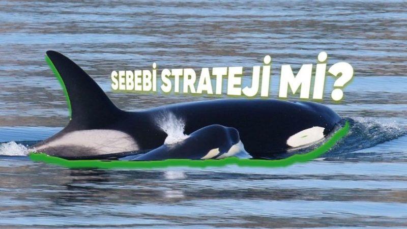 Bazı Balinalar, İnsanlar Gibi Menopoza Girebiliyor! Peki Ama Neden?