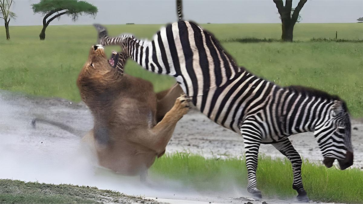 Zebralar En Az Atlar Kadar Hızlıysa Neden Onları Süvari Hayvanı Olarak Kullanmadık? Bahse Gireriz Sebebini Tahmin Edemezsiniz!