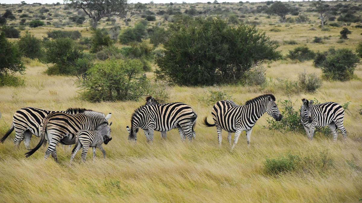 Zebralar En Az Atlar Kadar Hızlıysa Neden Onları Süvari Hayvanı Olarak Kullanmadık? Bahse Gireriz Sebebini Tahmin Edemezsiniz!