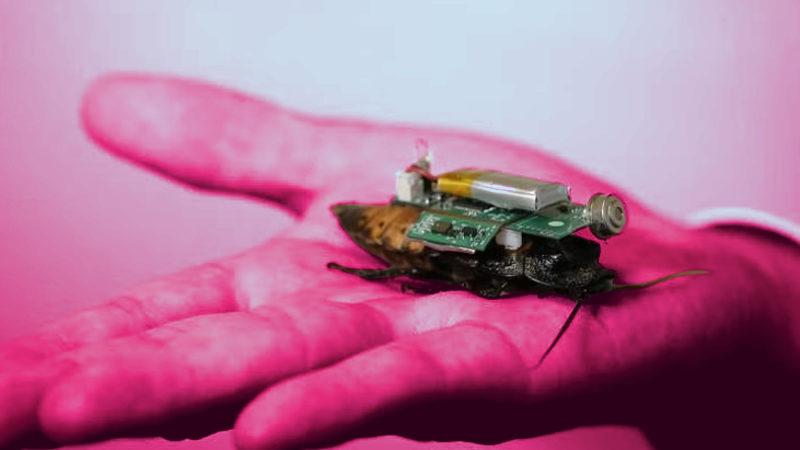 Yarı Robot "Cyborg Hamam Böcekleri" Oluşturuldu: Arama Kurtarma Görevlerinde Kullanılmaları Planlanıyor [Video]