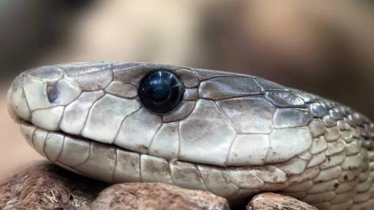 Bir Yılanın Zehirli Olup Olmadığını Dış Görünüşünden Anlamak Mümkün mü?