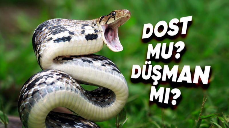 Bir Yılanın Zehirli Olup Olmadığını Dış Görünüşünden Anlamak Mümkün mü?