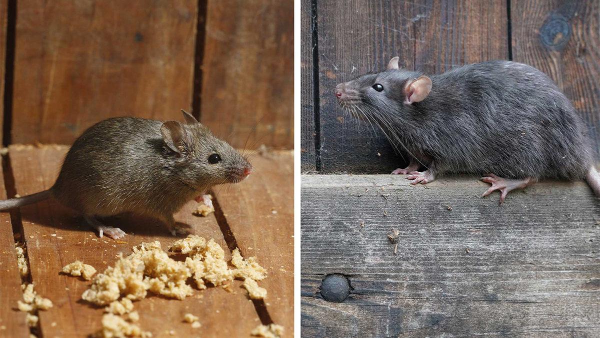 Fareler, Orta Asya’da Ortaya Çıkmasına Rağmen Nasıl Oldu da Kuzey Amerika’yı İşgal Etti? İşte Ağızları Açık Bırakacak Hikâye