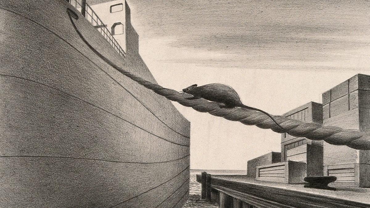 Fareler, Orta Asya’da Ortaya Çıkmasına Rağmen Nasıl Oldu da Kuzey Amerika’yı İşgal Etti? İşte Ağızları Açık Bırakacak Hikâye