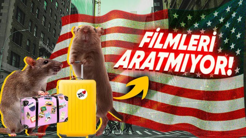 Fareler, Orta Asya’da Ortaya Çıkmasına Rağmen Nasıl Oldu da Kuzey Amerika’yı İşgal Etti? İşte Ağızları Açık Bırakacak Hikâye