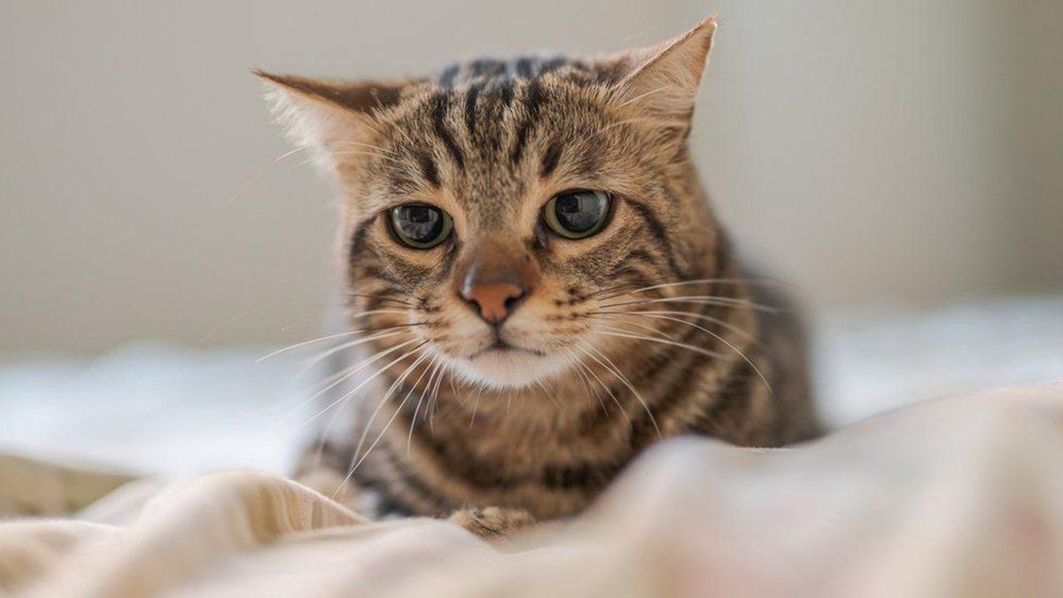 Veterinerlerin İşi Kolaylaşacak: Kediler, Ne Hissettiklerini Sizden Saklayabilse de Yapay Zekâdan Gizleyemiyorlar! Peki ama Nasıl?