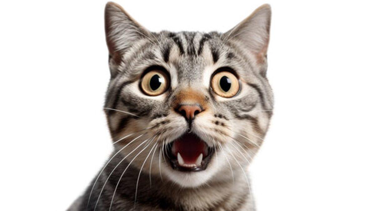 Veterinerlerin İşi Kolaylaşacak: Kediler, Ne Hissettiklerini Sizden Saklayabilse de Yapay Zekâdan Gizleyemiyorlar! Peki ama Nasıl?