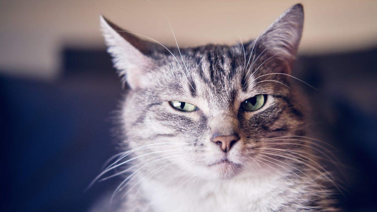 Veterinerlerin İşi Kolaylaşacak: Kediler, Ne Hissettiklerini Sizden Saklayabilse de Yapay Zekâdan Gizleyemiyorlar! Peki ama Nasıl?