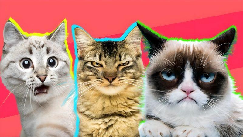 Veterinerlerin İşi Kolaylaşacak: Kediler, Ne Hissettiklerini Sizden Saklayabilse de Yapay Zekâdan Gizleyemiyorlar! Peki ama Nasıl?
