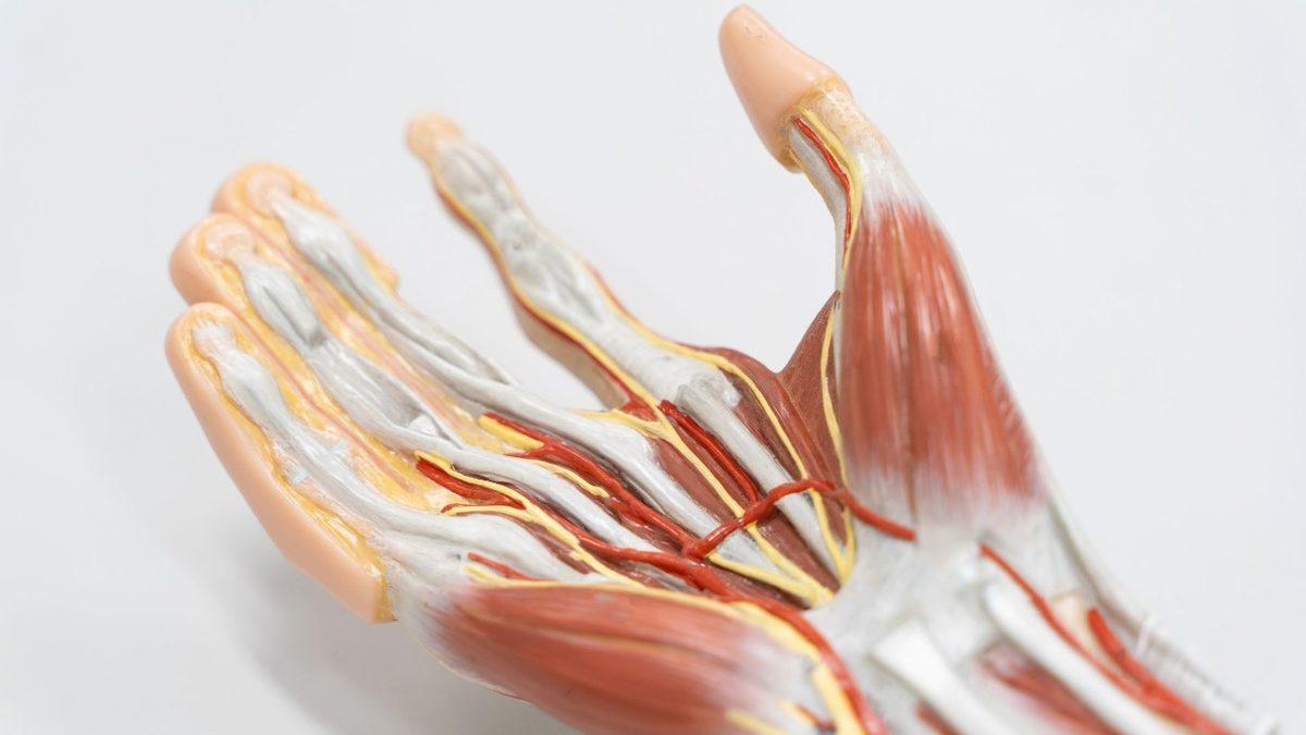 Biyoloji Dersinde Hiçbir Şey Öğrenmemişiz: Bu Bilgileri Duyduktan Sonra Vücudunuza Farklı Bir Gözle Bakmaya Başlayacaksınız!