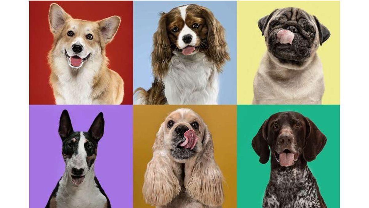 Hayvanlarda Türlü Türlü Cinsler Varken Biz İnsanlarda Neden Yok? Aslında Cins Geliştirebiliriz Ama Bir Şeyler Engel Oluyor!