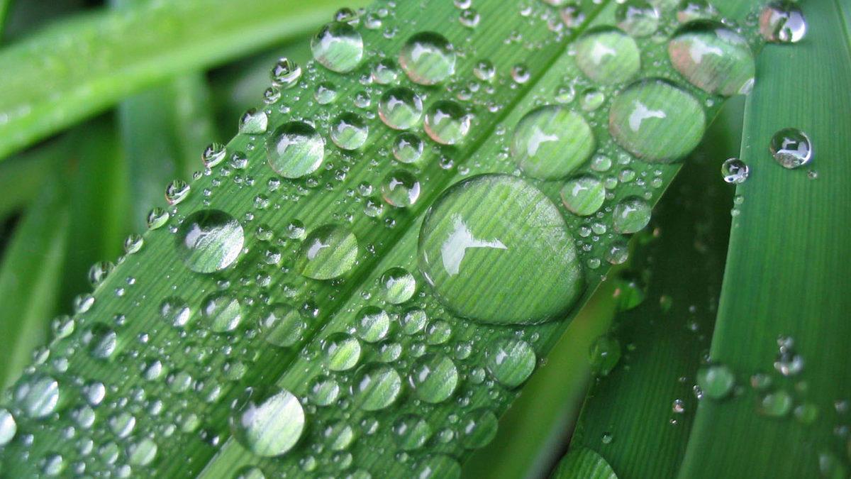 Türkçede Sadece 1 Harfle Anlamı Değişen Kelimeler: Alçak Gönüllü Demek İsterken Paralel Diyor Olabilirsiniz
