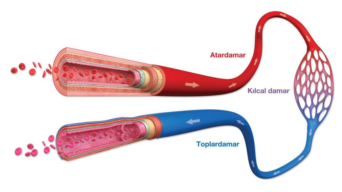 Kan Alırken Neden Atardamar Yerine Toplardamar Tercih Ediliyor? Sebebini Öğrendikten Sonra İğne Korkunuzdan Vazgeçebilirsiniz!