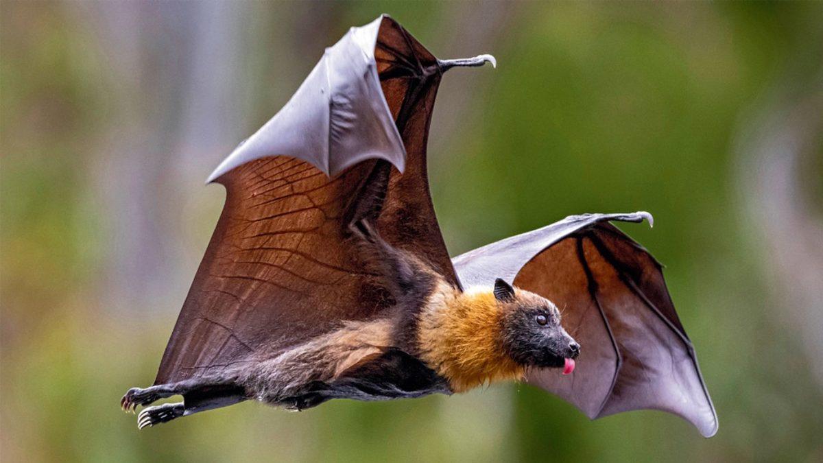 Bulaştırdıkları Virüslerle Milyonlarca İnsanın Ölümüne Sebep Olan Yarasalar, Hayatta Kalmaya Nasıl Devam Ediyor?