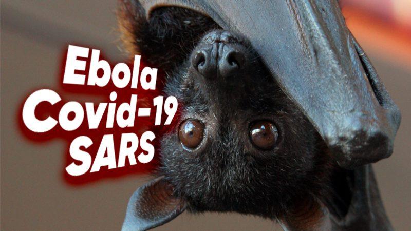 Bulaştırdıkları Virüslerle Milyonlarca İnsanın Ölümüne Sebep Olan Yarasalar, Hayatta Kalmaya Nasıl Devam Ediyor?