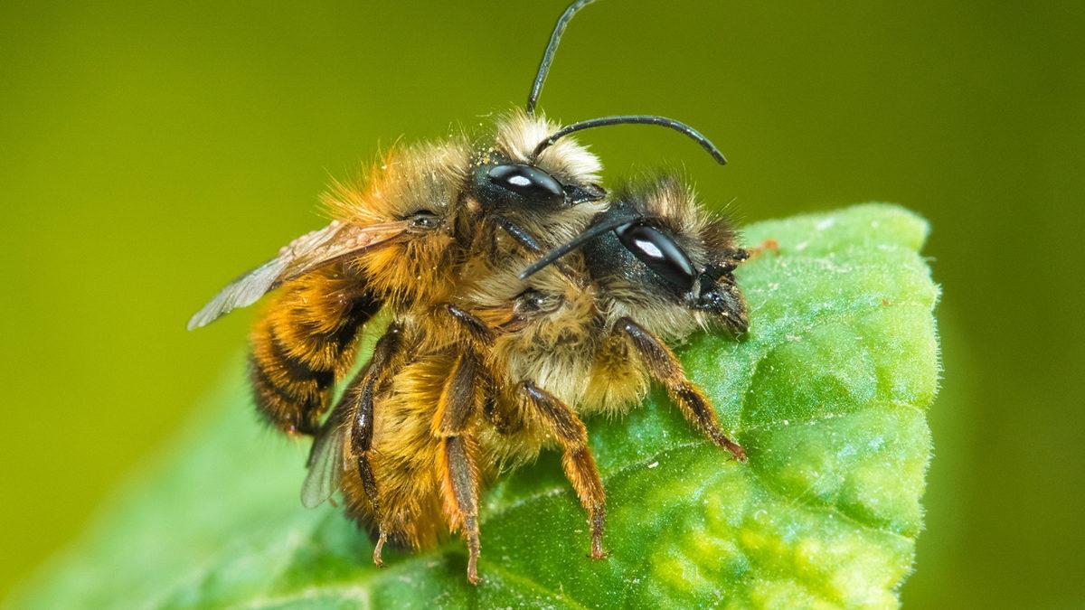 Erkek Arılar Çiftleşince Neden Ölüyor?
