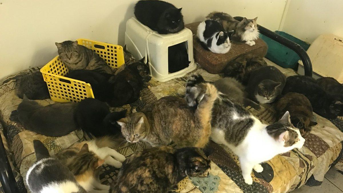 İyilik Yapıldığı Düşünülerek Evi Hayvanlarla Doldurmaya Sebep Olan Psikolojik Rahatsızlık: Nuh Sendromu